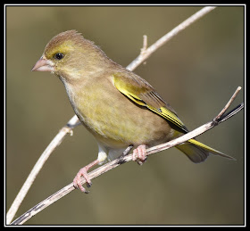 Greenfinch