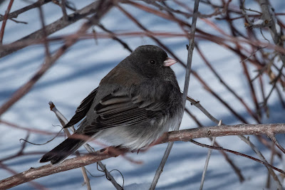 Dark-eyed Junco, Denver Audubon Nature Center