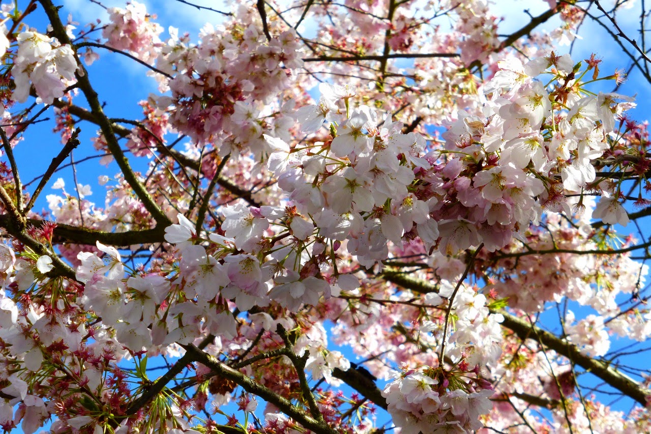 ume hanami, first day of spring, under a plum blossom tree, plum blossoms, pink plum blossoms, pink blossms, blue sky