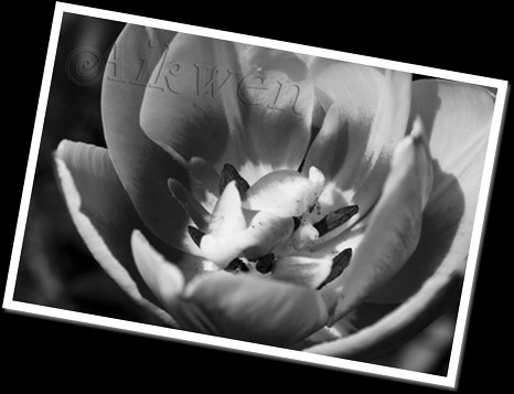 Tulipán