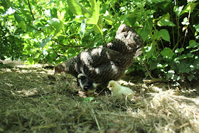 Mother hen and two Polish chicks