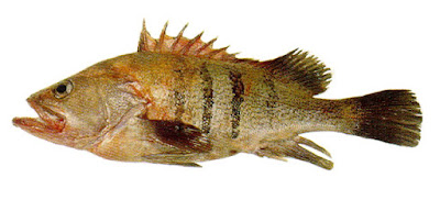 Mero (Acanthistius patachonicus)