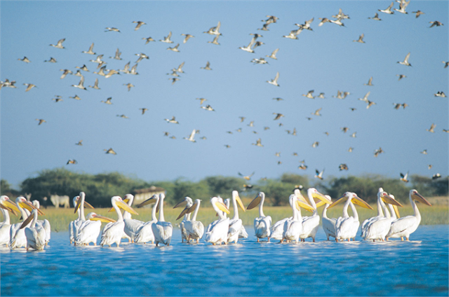 Nalsarowar bird sanctuary Gujarat pics Free dawnload mobile