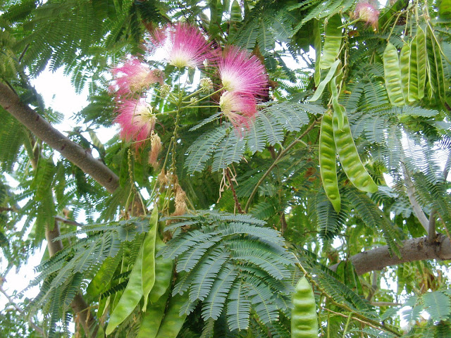 ACACIA DE CONSTANTINOPLA: Albizia julibrissin