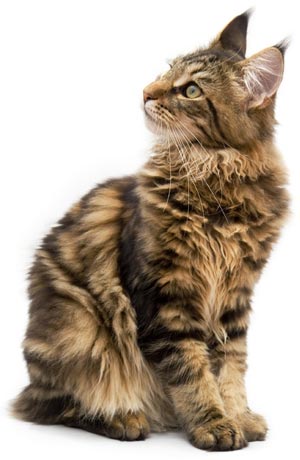 Maine Coon Cat Pictures