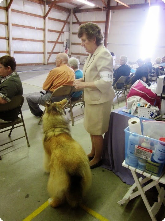 collie show14 015