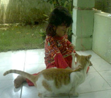 Beldo Kucing