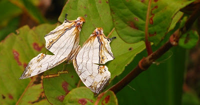 The Common Map, Cyrestis thyodamas, Butterflies of Garo Hills