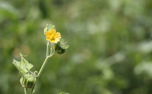 Indian Mallow Flowers