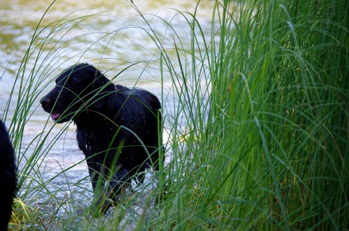 2011_0803augusti0063