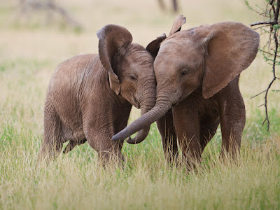 fotos de tiernos elefantes  