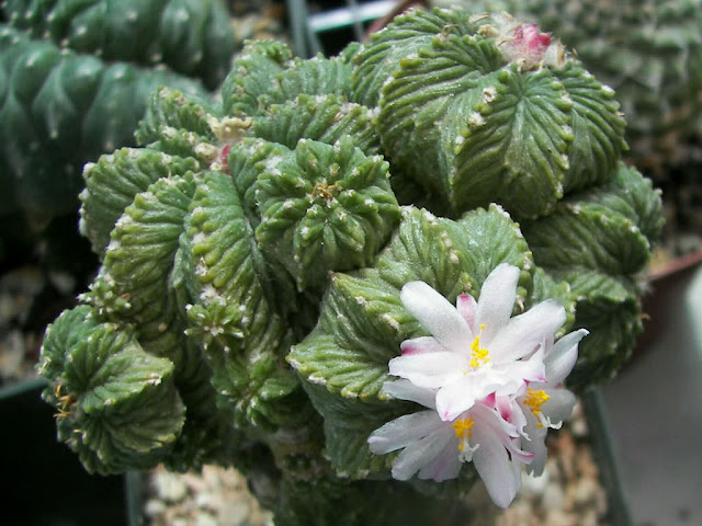 xuong-rong-aztekium-ritteri