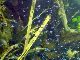 emperor tetra