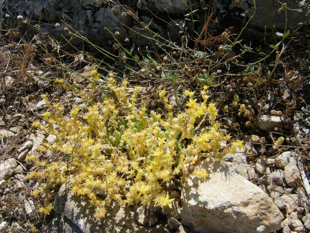 2011_06170023.JPG