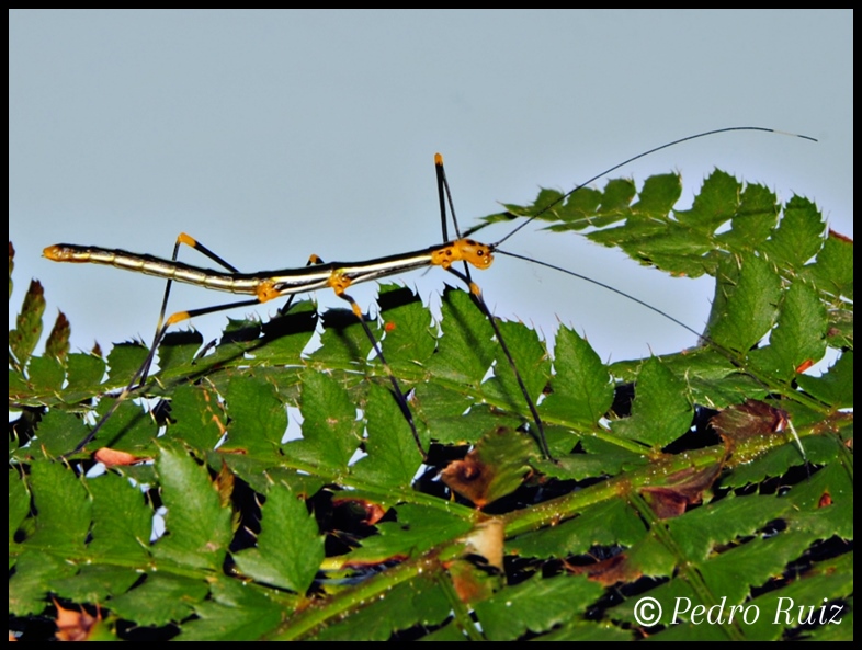 Ninfa hembra L3 de oreophoetes peruana, 3 cm de longitud