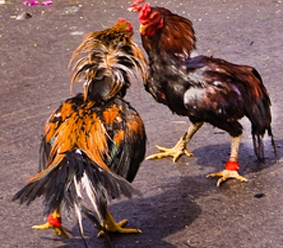 Cara merawat ayam  bangkok petarung yang baik dan benar
