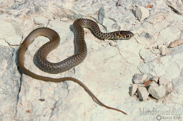 Balkan Whip Snake - Hierophis gemonensis