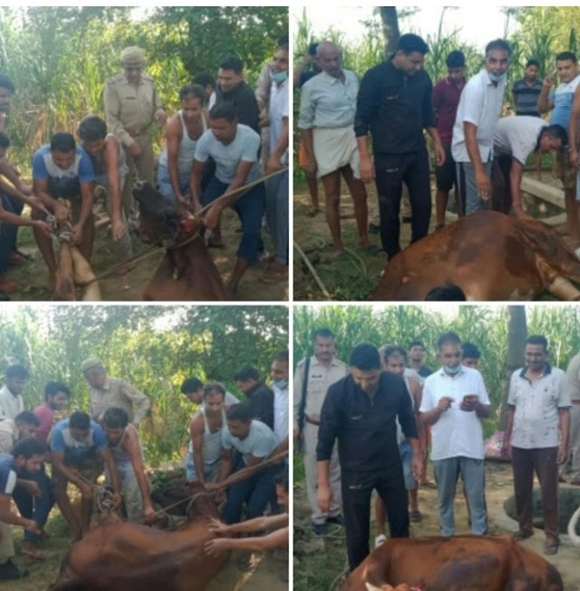 थाना प्रभारी और ग्रामीणों ने गोवंश को 70 फीट गहरे कुएं से सकुशल बाहर निकाला