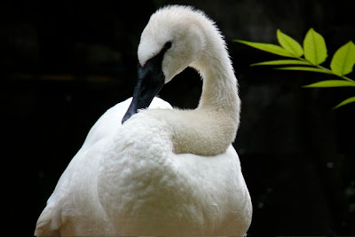 Trumpeter Swan, Denver Zoo, August 2007 by Joe Beine