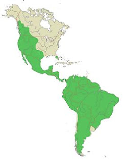 Cougar Distribution