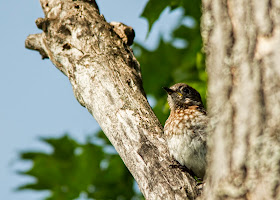 male eastern bluebird fledgling perching in maple tree