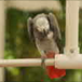 Album weergeven