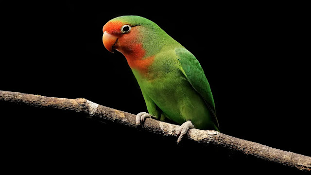 Lovebird
