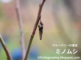 ミノムシ ブルーベリーの害虫