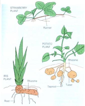 PLANTY: TANAMAN KITA BERSAMA!