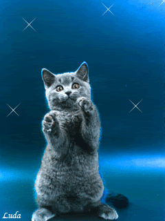 Kumpulan Gambar  Kucing Lucu Bergerak  GIF Terbaru