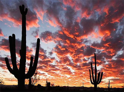 Desert Sunset