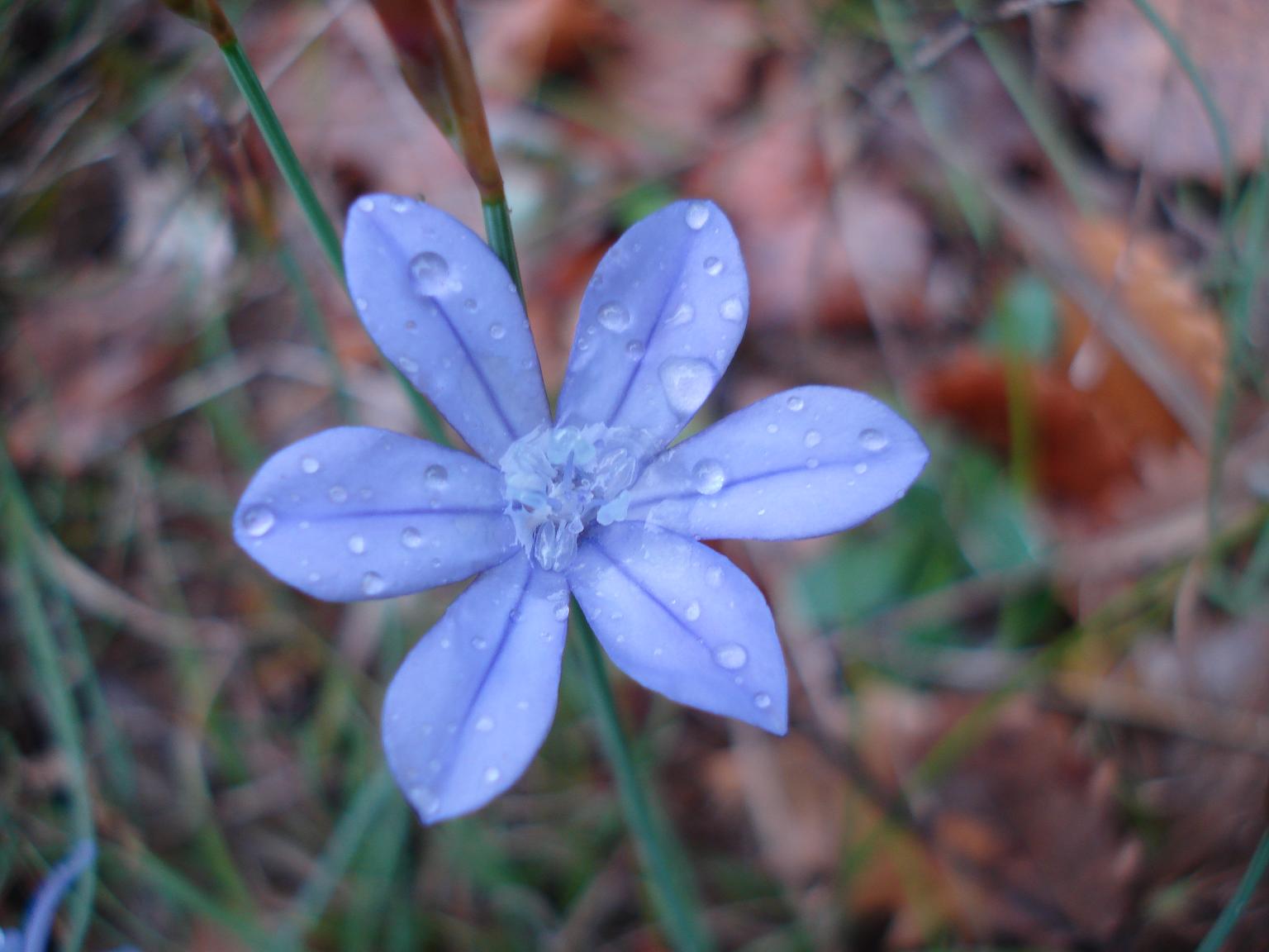 Imagenes De Flores Bajo La Lluvia - Imagen triste de joven con una hermosa rosa bajo la lluvia