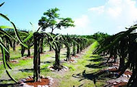 Kebun Buah Naga, Bangka Botanical Garden, Pangkal Pinang, Pulau Bangka, Propinsi Bangka Belit