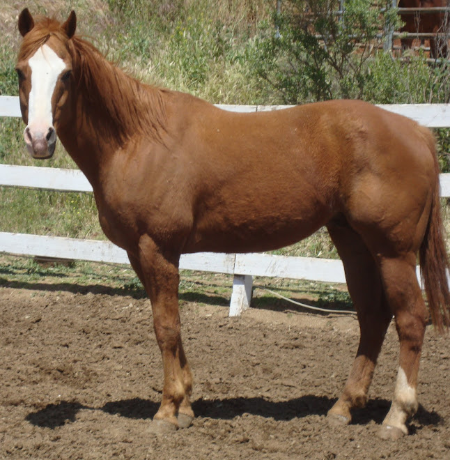 Cheyenne