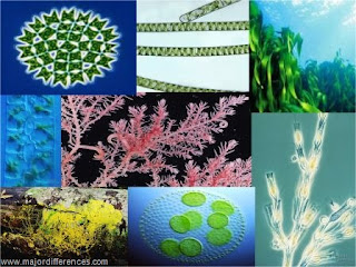 re a grouping of lower photosynthetic aquatic plants MR X Difference Between Algae as well as Fungi (Algae vs Fungi)
