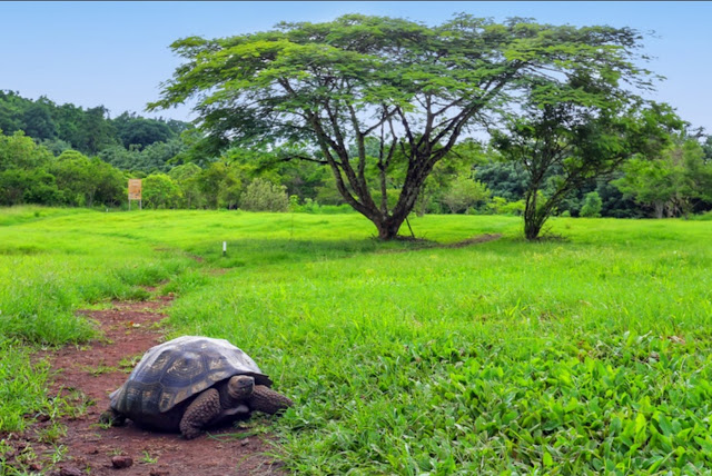 Гигантская черепаха Галапагосских островов (Geochelone Elephantopus)