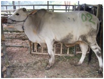 Harga Sapi Kurban 2012 Domba Bogor Harga Sapi Kurban 2012 Domba Bogor