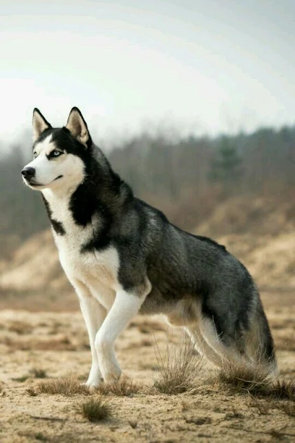 صور كلب