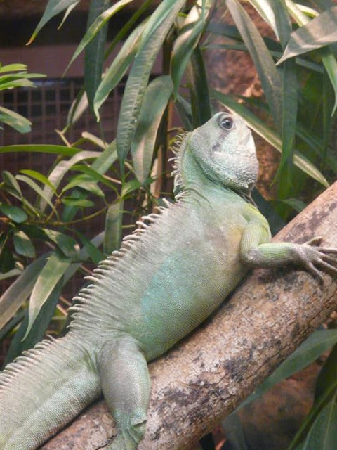 visite du zoo d'Amsterdam