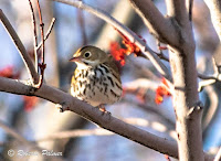 Ovenbird – Afton Rd, PEI – May 18, 2018 – Roberta Palmer