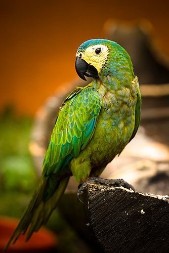 Amazon Parrot