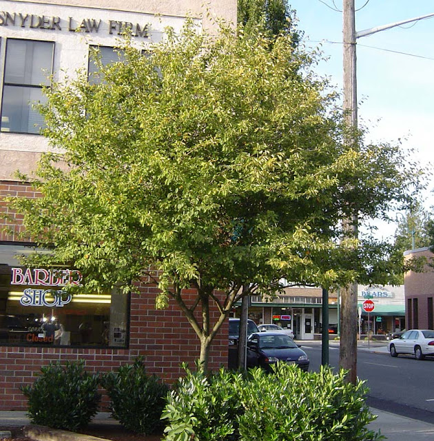 Autumn Billiance Serviceberry1