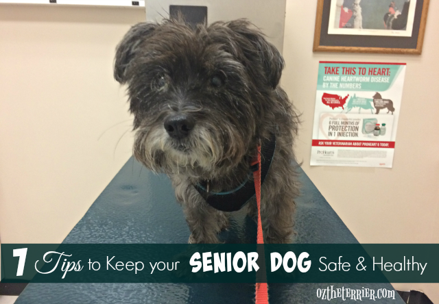 oz vet 7 tips to keep senior dog safe and healthy