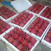 Dragon Fruit