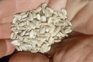 Dry sunflower seeds