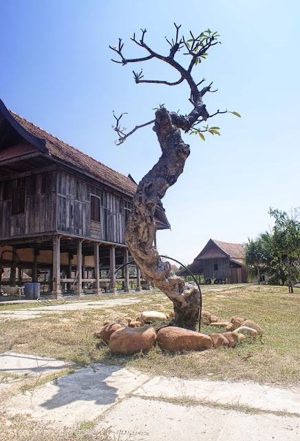 gambar pokok bonsai di Ping Anchorage resort