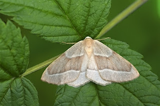 Para ampliar Hylaea fasciaria (Linnaeus, 1758) hacer clic