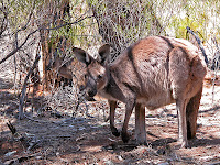 kangaroo