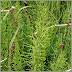 Dere atkuyruğu (Equisetum fluviatile)