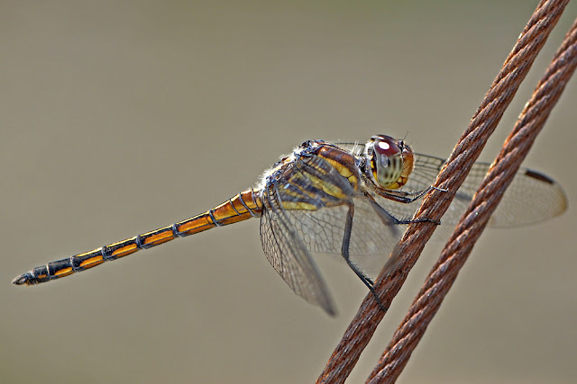 Potamarcha congener the Yellow-tailed Ashy Skimmer